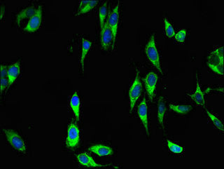 Immunofluorescent analysis of Hela cells using DUSP19 Antibody at dilution of 1:100 and Alexa Fluor 488-congugated AffiniPure Goat Anti-Rabbit IgG(H+L)Rabbit anti-Human DUSP19 Polyclonal Antibody