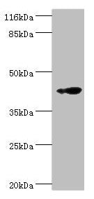 Western blot  | All lanes: RNF133 antibody at 2µg/ml + K562 whole cell lysate  | Secondary  | Goat polyclonal to rabbit IgG at 1/10000 dilution  | Predicted band size: 43 kDa  | Observed band size: 43 kDaRabbit anti-Human RNF133 Polyclonal Antibody