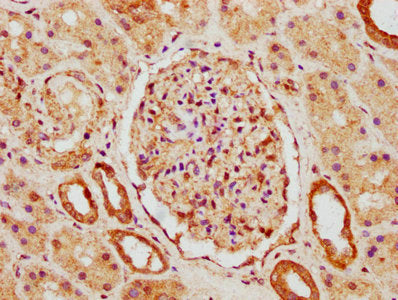 IHC image of SLCO2A1 Antibody diluted at 1:500 and staining in paraffin-embedded human kidney tissue performed on a Leica BondTM system. After dewaxing and hydration, antigen retrieval was mediated by high pressure in a citrate buffer (pH 6.0). Section was blocked with 10% normal goat serum 30min at RT. Then primary antibody (1% BSA) was incubated at 4°C overnight. The primary is detected by a biotinylated secondary antibody and visualized using an HRP conjugated SP system.Rabbit anti-Human SLCO2A1 Polyclonal Antibody