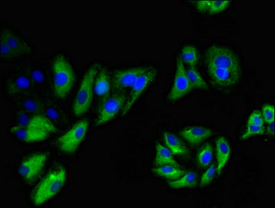 Immunofluorescent analysis of HepG2 cells using NINJ1 Antibody at dilution of 1:100 and Alexa Fluor 488-congugated AffiniPure Goat Anti-Rabbit IgG(H+L)Rabbit anti-Human NINJ1 Polyclonal Antibody