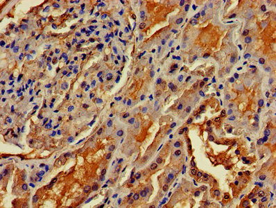 IHC image of OMA1 Antibody diluted at 1:400 and staining in paraffin-embedded human kidney tissue performed on a Leica BondTM system. After dewaxing and hydration, antigen retrieval was mediated by high pressure in a citrate buffer (pH 6.0). Section was blocked with 10% normal goat serum 30min at RT. Then primary antibody (1% BSA) was incubated at 4°C overnight. The primary is detected by a biotinylated secondary antibody and visualized using an HRP conjugated SP system.Rabbit anti-Human OMA1 Polyclonal Antibody