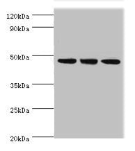 Western blot  | All lanes: PELI1 antibody at 7µg/ml  | Lane 1: HL60 whole cell lysate  | Lane 2: Mouse liver tissue  | Lane 3: THP-1 whole cell lysate  | Secondary  | Goat polyclonal to rabbit IgG at 1/10000 dilution  | Predicted band size: 46 kDa  | Observed band size: 46 kDaRabbit anti-Human PELI1 Polyclonal Antibody