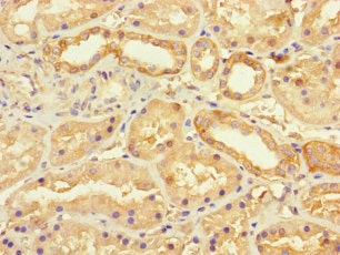 Immunohistochemistry of paraffin-embedded human kidney tissue using SEC22A Antibody at dilution of 1:100Rabbit anti-Human SEC22A Polyclonal Antibody