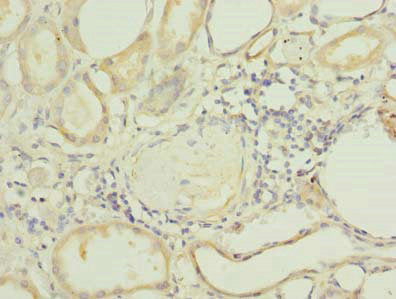 Immunohistochemistry of paraffin-embedded human kidney tissue using PLEKHA8 Antibody at dilution of 1:100Rabbit anti-Human PLEKHA8 Polyclonal Antibody