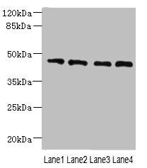 Western blot  | All lanes: NOL4L antibody at 0.3µg/ml  | Lane 1: PC-3 whole cell lysate  | Lane 2: A549 whole cell lysate  | Lane 3: HepG2 whole cell lysate  | Lane 4: K562 whole cell lysate  | Secondary  | Goat polyclonal to rabbit IgG at 1/10000 dilution  | Predicted band size: 48, 44 kDa  | Observed band size: 48 kDaRabbit anti-Human NOL4L Polyclonal Antibody
