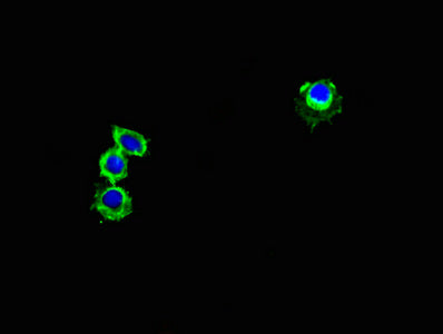 Immunofluorescent analysis of Hela cells using GPR82 Antibody at dilution of 1:100 and Alexa Fluor 488-congugated AffiniPure Goat Anti-Rabbit IgG(H+L)Rabbit anti-Human GPR82 Polyclonal Antibody