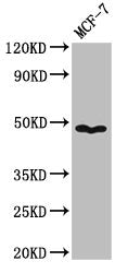 Western Blot  | Positive WB detected in: MCF-7 whole cell lysate  | All lanes: PANX1 antibody at 3.2µg/ml  | Secondary  | Goat polyclonal to rabbit IgG at 1/50000 dilution  | Predicted band size: 49, 48 kDa  | Observed band size: 49 kDaRabbit anti-Human PANX1 Polyclonal Antibody