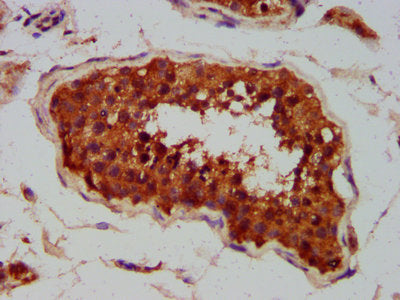 IHC image of CLCC1 Antibody diluted at 1:400 and staining in paraffin-embedded human testis tissue performed on a Leica BondTM system. After dewaxing and hydration, antigen retrieval was mediated by high pressure in a citrate buffer (pH 6.0). Section was blocked with 10% normal goat serum 30min at RT. Then primary antibody (1% BSA) was incubated at 4°C overnight. The primary is detected by a biotinylated secondary antibody and visualized using an HRP conjugated SP system.Rabbit anti-Human CLCC1 Polyclonal Antibody