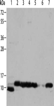 Gel: 8%SDS-PAGE, Lysate: 40 μg, Lane 1-7: Hela cells, K562 cells, mouse brain tissue, Mouse heart tissue, Mouse kidney tissue, PC3 cells, Jurkat cells, Primary antibody: CYCS Antibody(CYCS Antibody) at dilution 1/700, Secondary antibody: Goat anti rabbit IgG at 1/8000 dilution, Exposure time: 5 secondsRabbit anti-Human CYCS Polyclonal Antibody