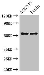 Western Blot | Positive WB detected in: NIH/3T3 whole cell lysate, Mouse brain tissue | All lanes: OLFM1 antibody at 2.5μg/ml | Secondary | Goat polyclonal to rabbit IgG at 1/50000 dilution | Predicted band size: 56, 18, 55, 16, 53 kDa | Observed band size: 56 kDaRabbit anti-Human OLFM1 Polyclonal Antibody