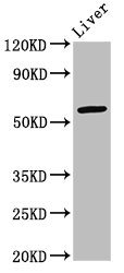 Western Blot | Positive WB detected in: Mouse liver tissue | All lanes: ARID3A antibody at 2.7μg/ml | Secondary | Goat polyclonal to rabbit IgG at 1/50000 dilution | Predicted band size: 63 kDa | Observed band size: 63 kDa