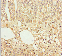 Immunohistochemistry of paraffin-embedded human adrenal gland tissue using GAS2L1 Antibody at dilution of 1:100Rabbit anti-Human GAS2L1 Polyclonal Antibody