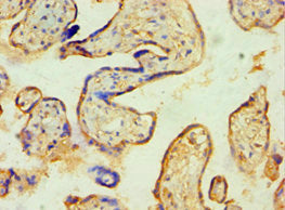 Immunohistochemistry of paraffin-embedded human placenta tissue using SPIN2B Antibody at dilution of 1:100Rabbit anti-Human SPIN2B Polyclonal Antibody