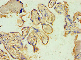 Immunohistochemistry of paraffin-embedded human placenta tissue using SPIN2B Antibody at dilution of 1:100Rabbit anti-Human SPIN2B Polyclonal Antibody