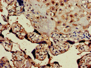 Immunohistochemistry of paraffin-embedded human placenta tissue using GPER1 Antibody at dilution of 1:100Rabbit anti-Human GPER1 Polyclonal Antibody