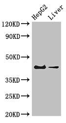 Western Blot | Positive WB detected in: HepG2 whole cell lysate, Mouse liver tissue | All lanes: GPER1 antibody at 4μg/ml | Secondary | Goat polyclonal to rabbit IgG at 1/50000 dilution | Predicted band size: 43 kDa | Observed band size: 43 kDaRabbit anti-Human GPER1 Polyclonal Antibody