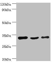 Western blot | All lanes: PHB2 antibody at 3μg/ml | Lane 1: Hela whole cell lysate | Lane 2: K562 whole cell lysate | Lane 3: MCF-7 whole cell lysate | Secondary | Goat polyclonal to rabbit IgG at 1/10000 dilution | Predicted band size: 34, 30 kDa | Observed band size: 34 kDaRabbit anti-Human PHB2 Polyclonal Antibody