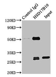 Immunoprecipitating HSD17B10 in 293T whole cell lysate  | Lane 1: Rabbit control IgG instead of HSD17B10 Antibody in 293T whole cell lysate. For western blotting, a HRP-conjugated Protein G antibody was used as the secondary antibody (1/2000)  | Lane 2: HSD17B10 Antibody (8µg) + 293T whole cell lysate (500µg)  | Lane 3: 293T whole cell lysate (10µg)Rabbit anti-Human HSD17B10 Polyclonal Antibody