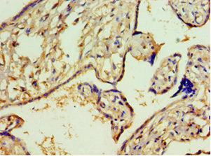 Immunohistochemistry of paraffin-embedded human placenta tissue using ACY1 Antibody at dilution of 1:100Rabbit anti-Human ACY1 Polyclonal Antibody