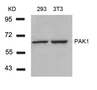 Western blot analysis of extracts from 293 and 3T3 cells using PAK1(Ab-212) Antibody.Rabbit anti-Human PAK1 Polyclonal Antibody