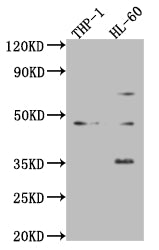 Western Blot | Positive WB detected in: THP-1 whole cell lysate, HL-60 whole cell lysate | All lanes: ZKSCAN3 antibody at 1:2000 | Secondary | Goat polyclonal to rabbit IgG at 1/50000 dilution | Predicted band size: 61, 44 kDa | Observed band size: 44 kDaRabbit anti-Human ZKSCAN3 Polyclonal Antibody