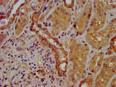IHC image of SLC26A6 Antibody diluted at 1:400 and staining in paraffin-embedded human kidney tissue performed on a Leica BondTM system. After dewaxing and hydration, antigen retrieval was mediated by high pressure in a citrate buffer (pH 6.0). Section was blocked with 10% normal goat serum 30min at RT. Then primary antibody (1% BSA) was incubated at 4°C overnight. The primary is detected by a biotinylated secondary antibody and visualized using an HRP conjugated SP system.Rabbit anti-Human SLC26A6 Polyclonal Antibody