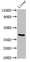 Western Blot | Positive WB detected in: Mouse liver tissue | All lanes: TRIM54 antibody at 3μg/ml | Secondary | Goat polyclonal to rabbit IgG at 1/50000 dilution | Predicted band size: 41, 45 kDa | Observed band size: 41 kDaRabbit anti-Human TRIM54 Polyclonal Antibody