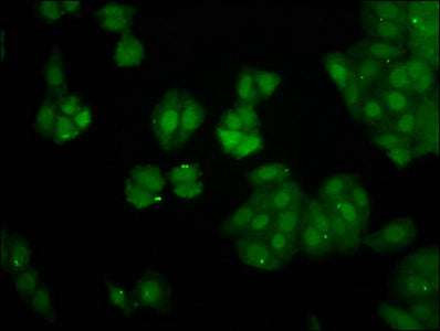 Immunofluorescence staining of HepG2 cells with PIN4 Antibody at 1:266, counter-stained with DAPI. The cells were fixed in 4% formaldehyde, permeabilized using 0.2% Triton X-100 and blocked in 10% normal Goat Serum. The cells were then incubated with the antibody overnight at 4°C. The secondary antibody was Alexa Fluor 488-congugated AffiniPure Goat Anti-Rabbit IgG(H+L).Rabbit anti-Human PIN4 Polyclonal Antibody