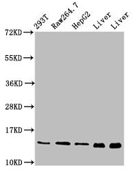 Western Blot  | Positive WB detected in: 293T whole cell lysate, RAW264.7 whole cell lysate, HepG2 whole cell lysate, Rat liver tissue, Mouse liver tissue  | All lanes: PIN4 antibody at 5µg/ml  | Secondary  | Goat polyclonal to rabbit IgG at 1/50000 dilution  | Predicted band size: 14, 17 kDa  | Observed band size: 14 kDaRabbit anti-Human PIN4 Polyclonal Antibody