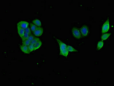 Immunofluorescent analysis of PC-3 cells using GABARAPL1 Antibody at dilution of 1:100 and Alexa Fluor 488-congugated AffiniPure Goat Anti-Rabbit IgG(H+L)Rabbit anti-Human GABARAPL1 Polyclonal Antibody