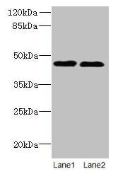 Western blot  | All lanes: KCNK13 antibody at 8µg/ml  | Lane 1: HepG2 whole cell lysate  | Lane 2: LO2 whole cell lysate  | Secondary  | Goat polyclonal to rabbit IgG at 1/10000 dilution  | Predicted band size: 46 kDa  | Observed band size: 46 kDa
