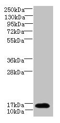 Western blot  | All lanes: TCEAL7 antibody at 2µg/ml + A549 whole cell lysate  | Secondary  | Goat polyclonal to rabbit IgG at 1/10000 dilution  | Predicted band size: 13 kDa  | Observed band size: 13 kDaRabbit anti-Human TCEAL7 Polyclonal Antibody