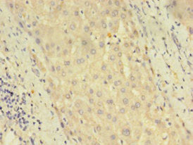 Immunohistochemistry of paraffin-embedded human liver tissue using the antibody at dilution of 1:100