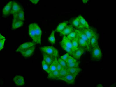 Immunofluorescence staining of HepG2 cells with NLN Antibody at 1:100, counter-stained with DAPI. The cells were fixed in 4% formaldehyde, permeabilized using 0.2% Triton X-100 and blocked in 10% normal Goat Serum. The cells were then incubated with the antibody overnight at 4°C. The secondary antibody was Alexa Fluor 488-congugated AffiniPure Goat Anti-Rabbit IgG(H+L).Rabbit anti-Human NLN Polyclonal Antibody