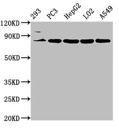 Western Blot  | Positive WB detected in: 293 whole cell lysate, PC-3 whole cell lysate, HepG2 whole cell lysate, LO2 whole cell lysate, A549 whole cell lysate  | All lanes: NLN antibody at 3.2µg/ml  | Secondary  | Goat polyclonal to rabbit IgG at 1/50000 dilution  | Predicted band size: 81 kDa  | Observed band size: 81 kDaRabbit anti-Human NLN Polyclonal Antibody