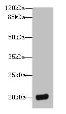 Western blot  | All lanes: DEFB129 antibody at 8µg/ml + HL60 whole cell lysate  | Secondary  | Goat polyclonal to rabbit IgG at 1/10000 dilution  | Predicted band size: 21 kDa  | Observed band size: 21 kDaRabbit anti-Human DEFB129 Polyclonal Antibody