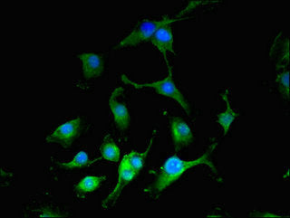Immunofluorescent analysis of U251 cells using CIAO3 Antibody at dilution of 1:100 and Alexa Fluor 488-congugated AffiniPure Goat Anti-Rabbit IgG(H+L)Rabbit anti-Human CIAO3 Polyclonal Antibody