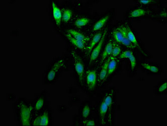 Immunofluorescence staining of Hela cells with AZI2 Antibody at 1:100, counter-stained with DAPI. The cells were fixed in 4% formaldehyde, permeabilized using 0.2% Triton X-100 and blocked in 10% normal Goat Serum. The cells were then incubated with the antibody overnight at 4°C. The secondary antibody was Alexa Fluor 488-congugated AffiniPure Goat Anti-Rabbit IgG(H+L).