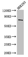 Western Blot  | Positive WB detected in: HEK293 whole cell lysate  | All lanes: TDRD3 antibody at 3µg/ml  | Secondary  | Goat polyclonal to rabbit IgG at 1/50000 dilution  | Predicted band size: 74, 84 kDa  | Observed band size: 74 kDaRabbit anti-Human TDRD3 Polyclonal Antibody