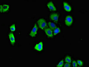 Immunofluorescent analysis of A549 cells using DNAJC4 Antibody at dilution of 1:100 and Alexa Fluor 488-congugated AffiniPure Goat Anti-Rabbit IgG(H+L)Rabbit anti-Human DNAJC4 Polyclonal Antibody