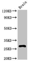 Western Blot | Positive WB detected in: Mouse brain tissue | All lanes: DNAJC4 antibody at 3.2μg/ml | Secondary | Goat polyclonal to rabbit IgG at 1/50000 dilution | Predicted band size: 28 kDa | Observed band size: 28 kDaRabbit anti-Human DNAJC4 Polyclonal Antibody