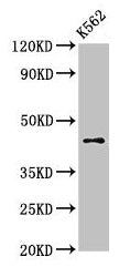 Western Blot  | Positive WB detected in: K562 whole cell lysate  | All lanes: AGPAT3 antibody at 3µg/ml  | Secondary  | Goat polyclonal to rabbit IgG at 1/50000 dilution  | Predicted band size: 44, 37, 46 kDa  | Observed band size: 44 kDa
