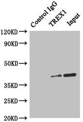 Immunoprecipitating TREX1 in Hela whole cell lysate  | Lane 1: Rabbit control IgG instead of (1µg) instead of TREX1 Antibody in Hela whole cell lysate. For western blotting, a HRP-conjugated anti-rabbit IgG, specific to the non-reduced form of IgG was used as the Secondary antibody (1/50000)  | Lane 2: TREX1 Antibody (4µg) + Hela whole cell lysate (500µg)  | Lane 3: Hela whole cell lysate (20µg)Rabbit anti-Human TREX1 Polyclonal Antibody
