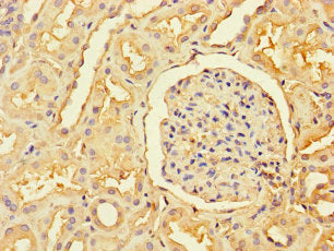 Immunohistochemistry of paraffin-embedded human kidney tissue using the antibody at dilution of 1:100Rabbit anti-Human RBM12 Polyclonal Antibody