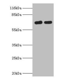 Western blot  | All lanes: FLRT1 antibody at 2µg/ml  | Lane 1: Mouse kidney tissue  | Lane 2: Hela whole cell lysate  | Secondary  | Goat polyclonal to rabbit IgG at 1/10000 dilution  | Predicted band size: 72 kDa  | Observed band size: 72 kDaRabbit anti-Human FLRT1 Polyclonal Antibody
