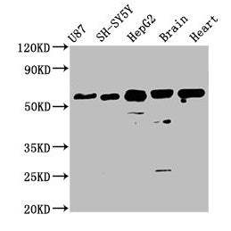 Western Blot  | Positive WB detected in: U87 whole cell lysate, SH-SY5Y whole cell lysate, HepG2 whole cell lysate, Mouse brain tissue, Rat heart tissue  | All lanes: CPNE7 antibody at 3.6µg/ml  | Secondary  | Goat polyclonal to rabbit IgG at 1/50000 dilution  | Predicted band size: 71, 62 kDa  | Observed band size: 62 kDaRabbit anti-Human CPNE7 Polyclonal Antibody