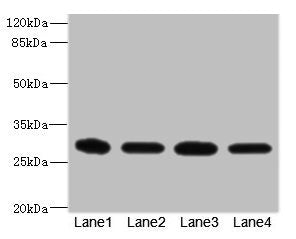 Western blot  | All lanes: EIF3K antibody at 1.72µg/ml  | Lane 1: THP-1 whole cell lysate  | Lane 2: HT29 whole cell lysate  | Lane 3: 293T whole cell lysate  | Lane 4: Hela whole cell lysate  | Secondary  | Goat polyclonal to rabbit IgG at 1/10000 dilution  | Predicted band size: 26, 25 kDa  | Observed band size: 26 kDaRabbit anti-Human EIF3K Polyclonal Antibody