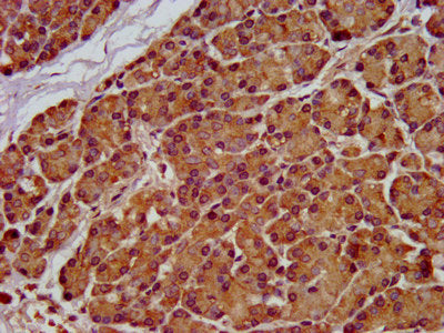 IHC image of SEL1L Antibody diluted at 1:100 and staining in paraffin-embedded human pancreatic tissue performed on a Leica BondTM system. After dewaxing and hydration, antigen retrieval was mediated by high pressure in a citrate buffer (pH 6.0). Section was blocked with 10% normal goat serum 30min at RT. Then primary antibody (1% BSA) was incubated at 4°C overnight. The primary is detected by a biotinylated secondary antibody and visualized using an HRP conjugated SP system.
