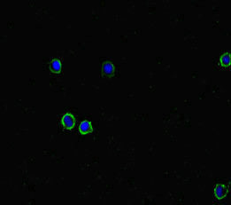 Immunofluorescent analysis of HepG2 cells using DPH7 Antibody at dilution of 1:100 and Alexa Fluor 488-congugated AffiniPure Goat Anti-Rabbit IgG(H+L)Rabbit anti-Human DPH7 Polyclonal Antibody