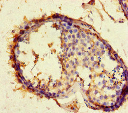 Immunohistochemistry of paraffin-embedded human testis tissue using ACE2 Antibody at dilution of 1:100